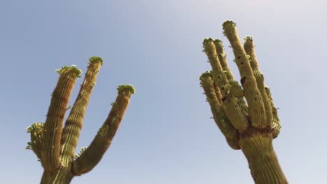 pan to saguaro cactus at the greyhawk golf course, scottsdale, arizona