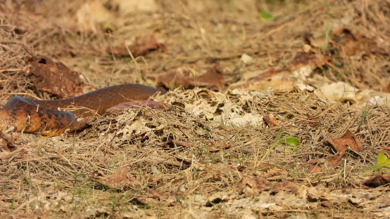 le serpent rat trouve de la nourriture dans la zone de l'étang.