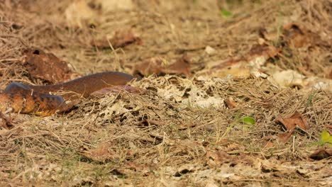 Serpiente-De-Rata-Encuentra-Comida-En-El-área-Del-Estanque.