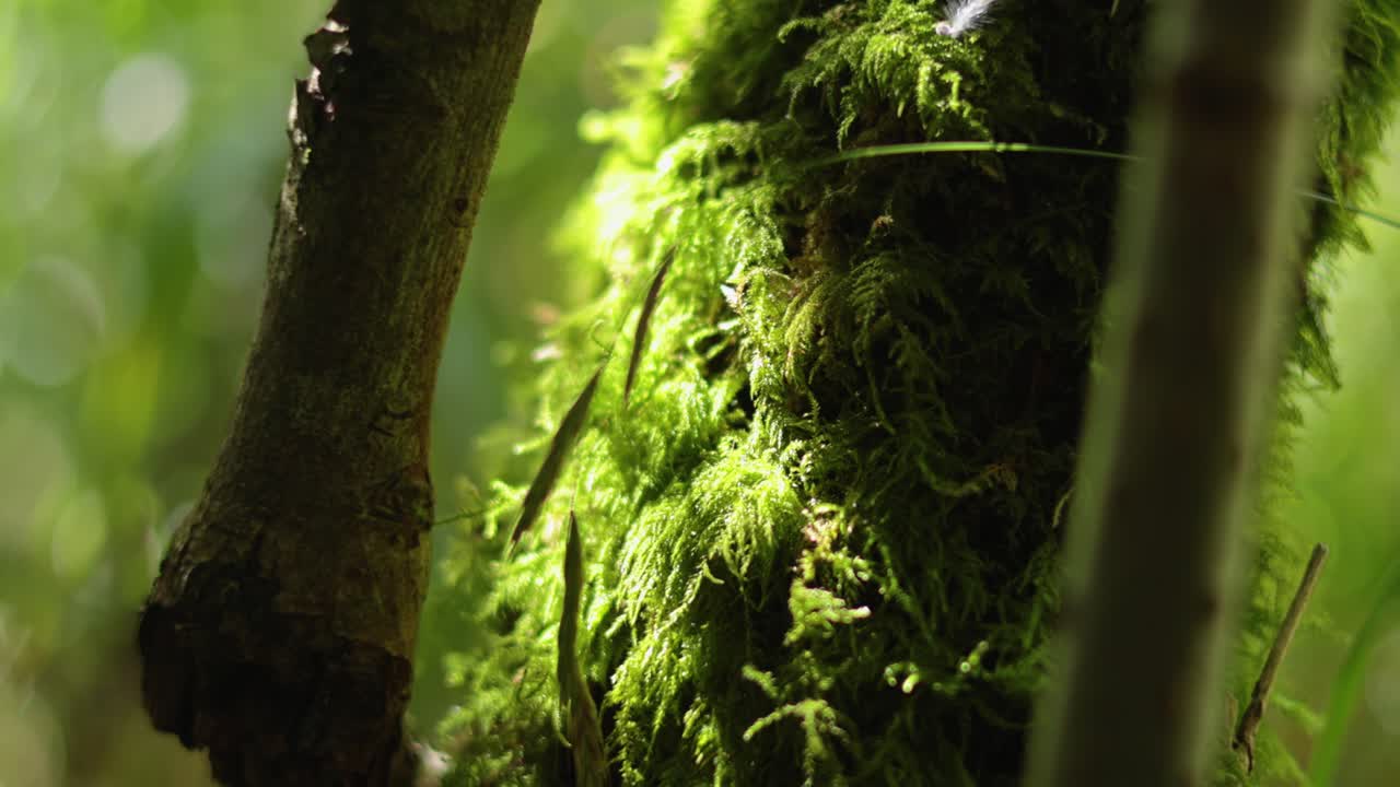 Close-up of moss on tree trunk in sunlight
