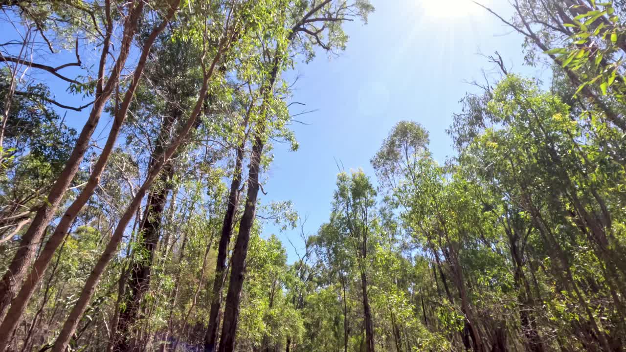 mirando hacia arriba a los árboles balanceándose suavemente en la brisa