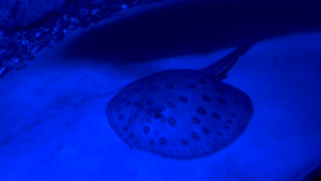 a ray swims on the bottom