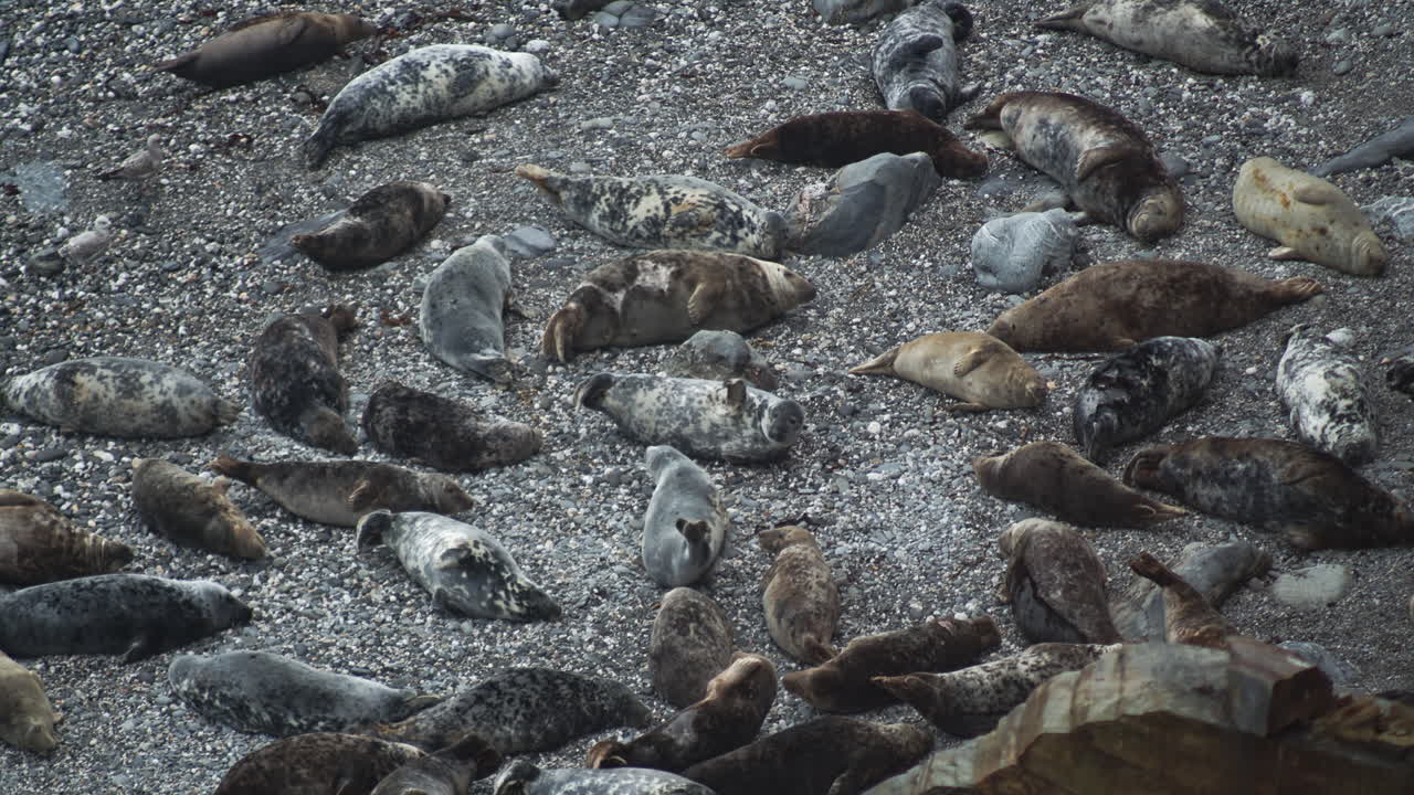 colonia de focas salones en pebble beach cerca de godrevy, reino unido, teleobjetivo