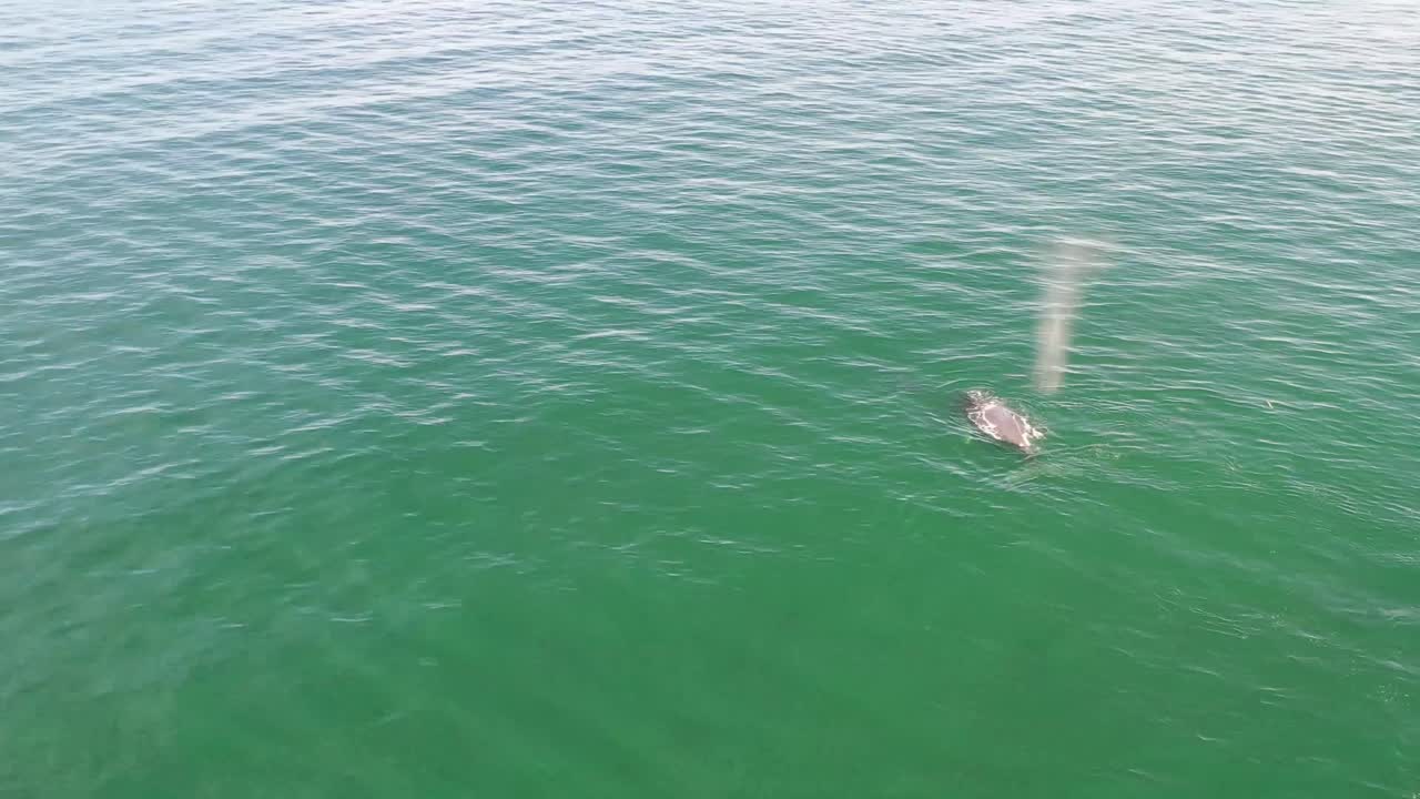 잔잔한 푸른 바다에서 함께 헤엄치는 엄마와 아기 혹등고래, 혹등고래 분출, 혹등고래와 새끼