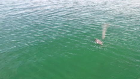 Drone-view-of-a-mother-and-baby-humpback-whale-swimming-together-in-calm-blue-ocean-water,-humpback-whale-spouting,-humpback-whale-with-its-child