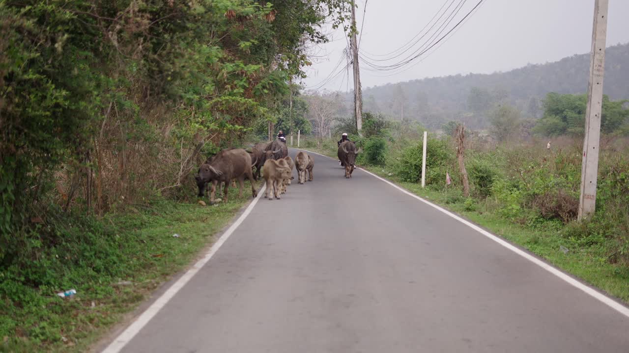 Water Buffalo Herd on a Rural Road with a Motorcyclist