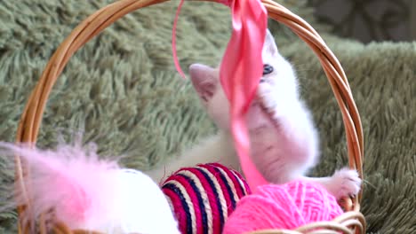 white cute kitten sitting in a basket with balls of wool