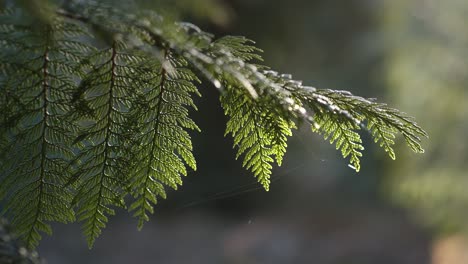 Close-Up-Of-Sunlit-Red-Cedar-Tree-4K