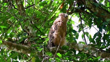 The-Buffy-Fish-Owl-is-a-big-owl-and-yet-the-smallest-among-the-four-Fish-Owls