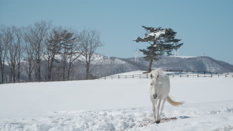 one white horse walks in slow motion through winter field in snow-capped daegwallyeong sky ranch