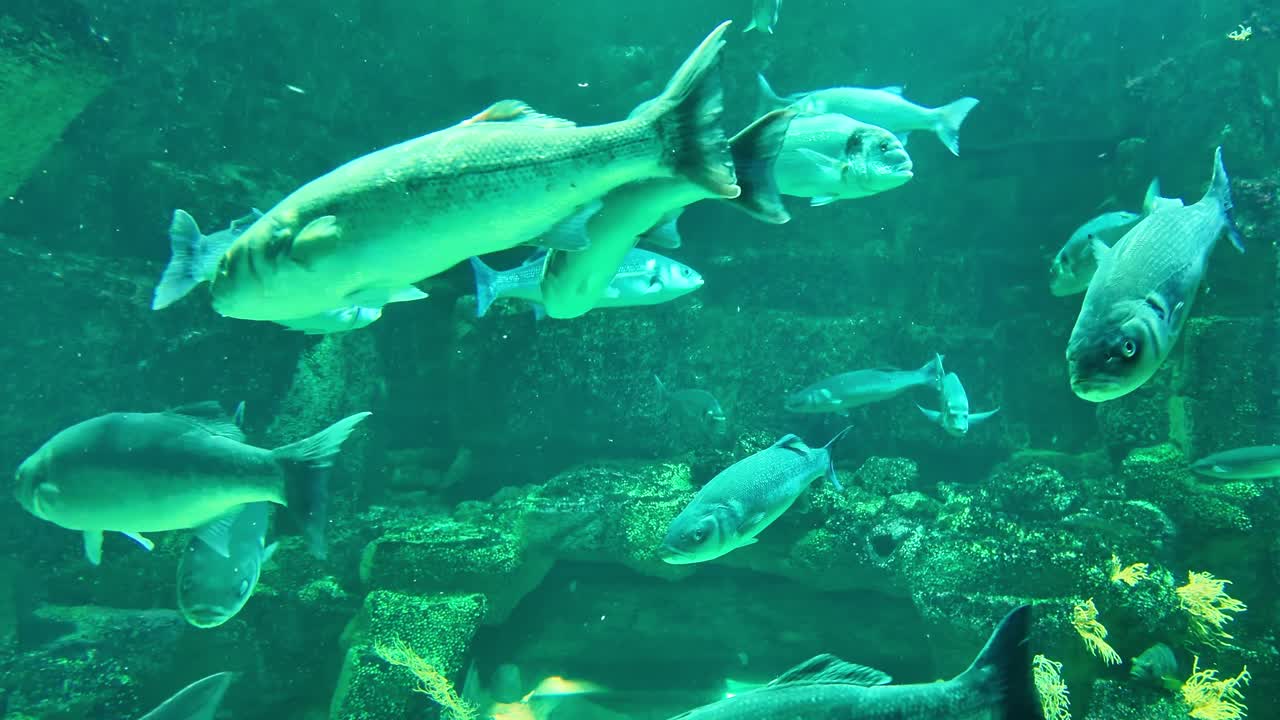 Variety of Gilt-head bream fish shoaling and schooling in aquarium tank among rocks and plants