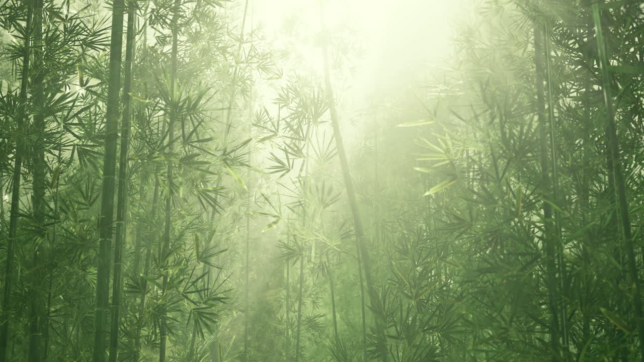 el bosque de bambú brumoso