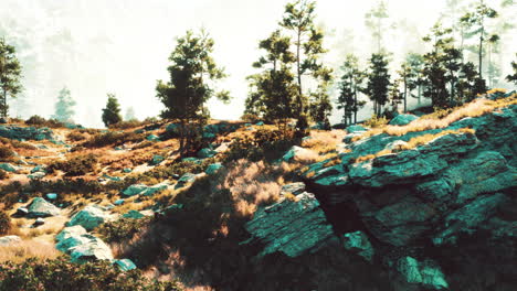 scenic forest landscape with mountain range in the background