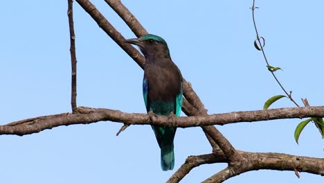 el rodillo indio es común en tailandia, se ve fácilmente cuando se viaja a la provincia y a los parques nacionales