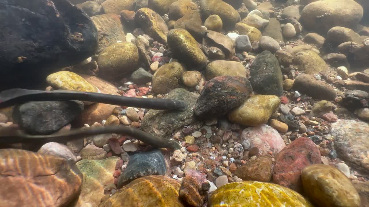 Two Brook lampreys (Lampetra planeri) at the potential spawning site. Estonia.