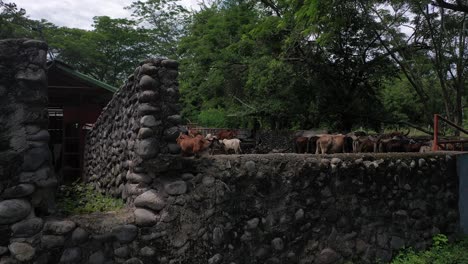 video aéreo que muestra un muro de piedra, logrando finalmente revelar el ganado detrás de él
