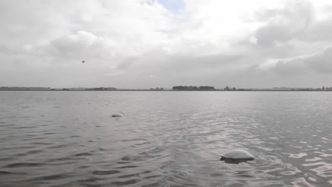 Schwäne-Suchen-Unter-Wasser-Nach-Nahrung-Und-Strecken-Ihre-Hälse-Nach-Oben,-Während-Ein-Vogel-Durch-Die-Stetige-Slowmo-drohne-Fliegt,-Die-In-Den-Niederlanden-Aufgenommen-Wurde