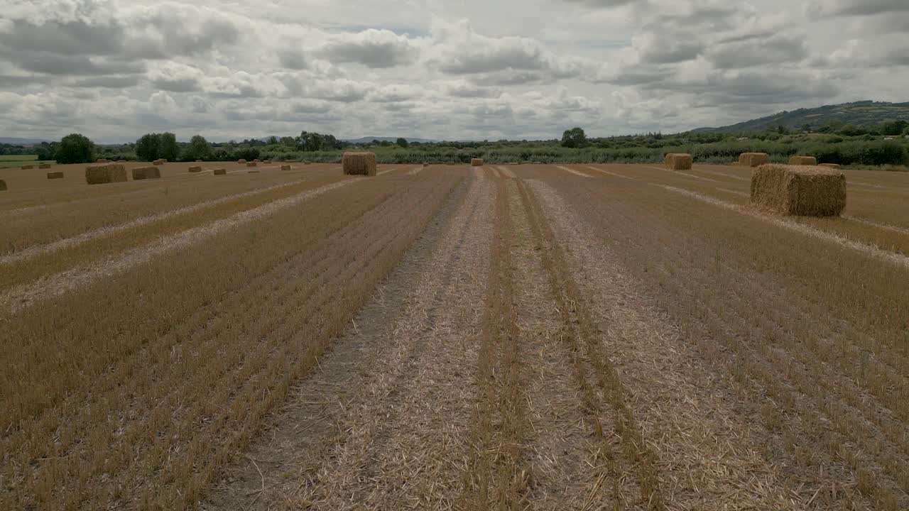 최근에 수확한 밀밭 위로 날아가는 드론 샷