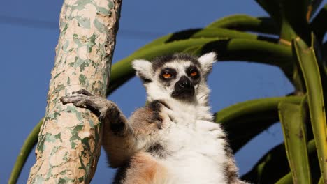 lemur climbing a tree in melbourne zoo