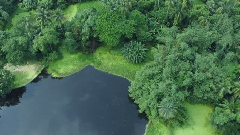 vista aérea de vastos bosques verdes