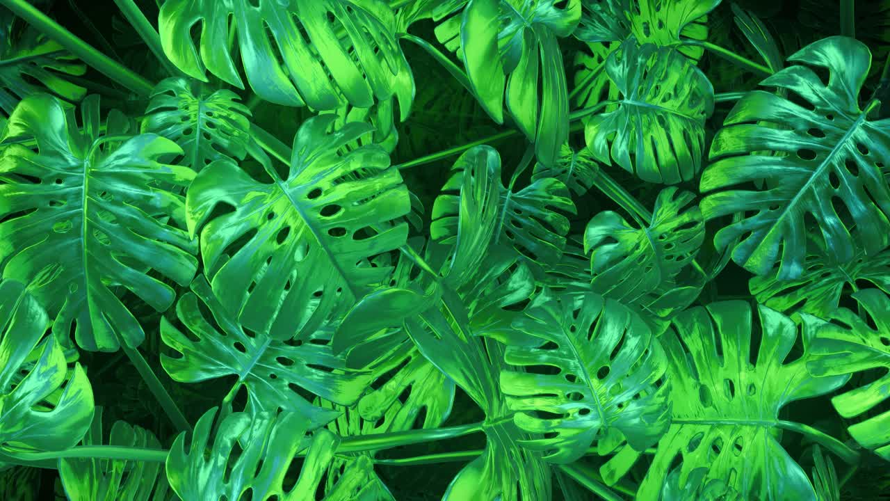 hojas de monstera de color verde vibrante