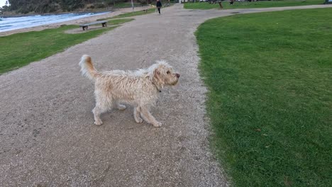 dog playing fetch with owner near the ocean