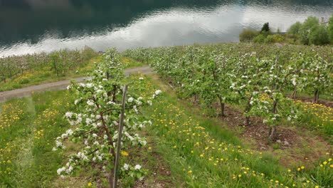 aerial view of many rows with blossoming apple trees in hardanger norway - hardangerfjord in background