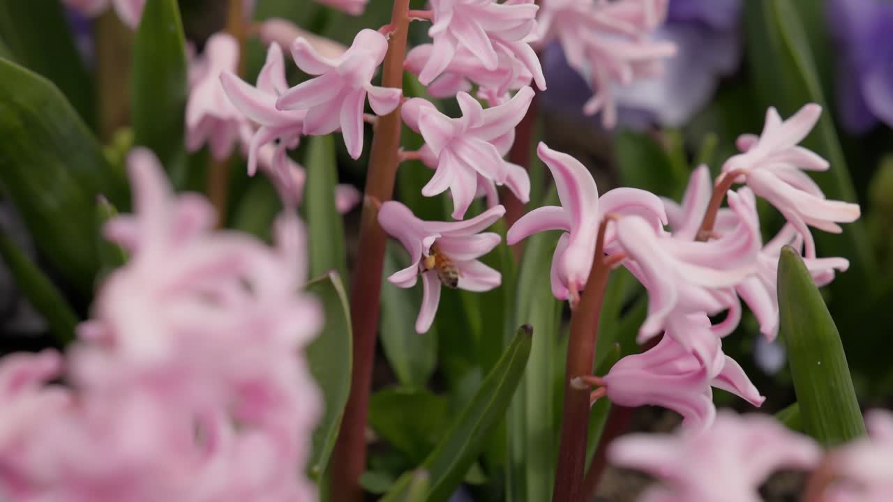 A honeybee is captured in super slow motion as it lands on and collects pollen from a delicate pink flower at a spring garden festival