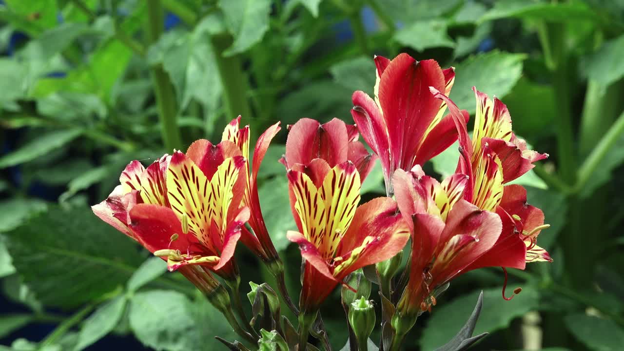 Alstomeria flowers in red and yellow with dark foliage