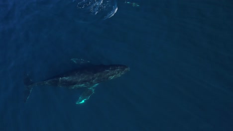 Ballena-Jorobada-Juvenil-Persiguiendo-Delfines-Comunes-En-La-Costa-Sur-De-California