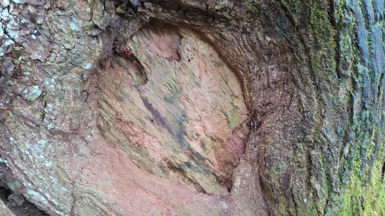 Stingless bees flying around a pipe on a tree trunk as a nest entrance in the Mistico Park in Costa Rica