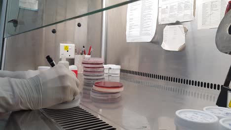 labelling of culture plate by marker with gloved hand in a fume hood in a microbiology lab.