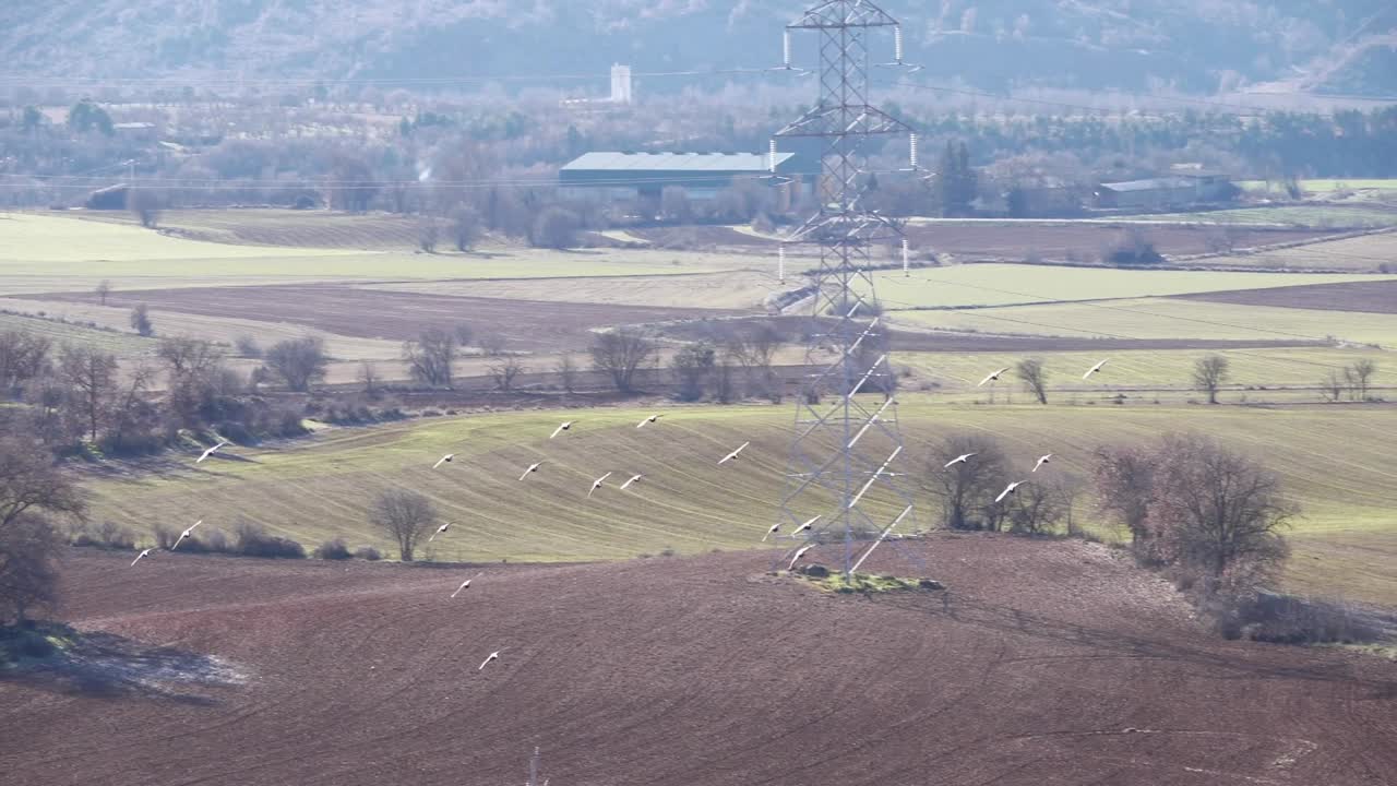 птицы летят над вспаханными полями долины