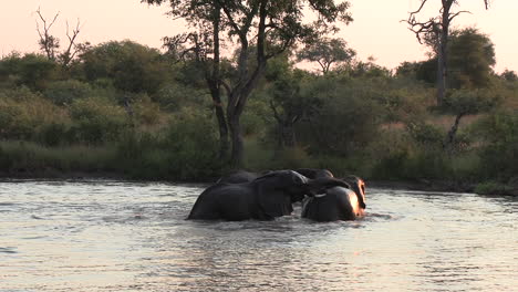 Elefanten-Schwimmen-Und-Spielen-Im-Wasser