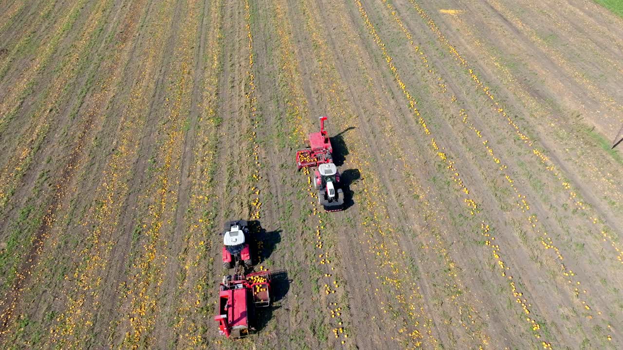 ⁇  에서 호박 을 수확 하고 수확 하는 트랙터 - 공중 촬영