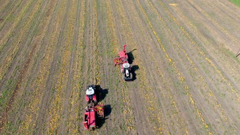 tractores trabajando y cosechando calabazas en el campo - toma aérea