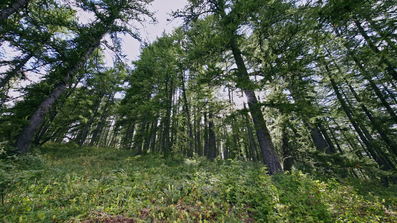 Lush green forest with tall trees under clear sky, peaceful nature scene