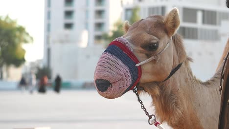 camel with a mask in an urban setting