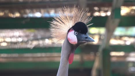 Exotic-species,-grey-crowned-crane,-balearica-regulorum-with-skinny-long-neck,-throat-pouch,-wildlife-close-up-portrait-shot-capturing-the-head-details-and-stiff-golden-crested-feathers