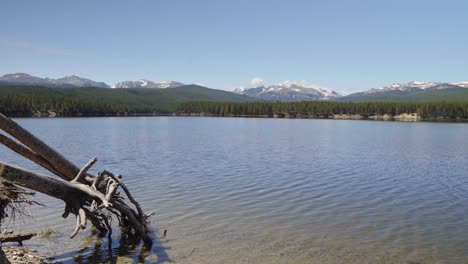 The-roots-of-two-downed-trees-on-the-shore-of-Park-Reservoir-with-Clouds-Peak-Wilderness-in-the-background-in-Bighorn-National-Forest-in-Wyoming