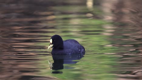 single white winged coot swimming in lake with beautiful reflection, slow motion
