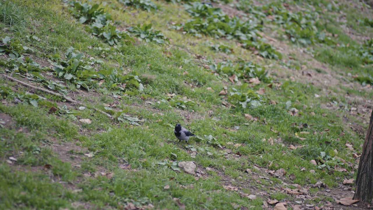cuervo buscando comida en la hierba y comiéndola