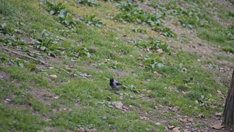 Crow-searching-for-food-in-the-grass-and-eating-it