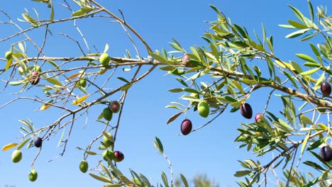 Close-up of olives on branch in farm 4k