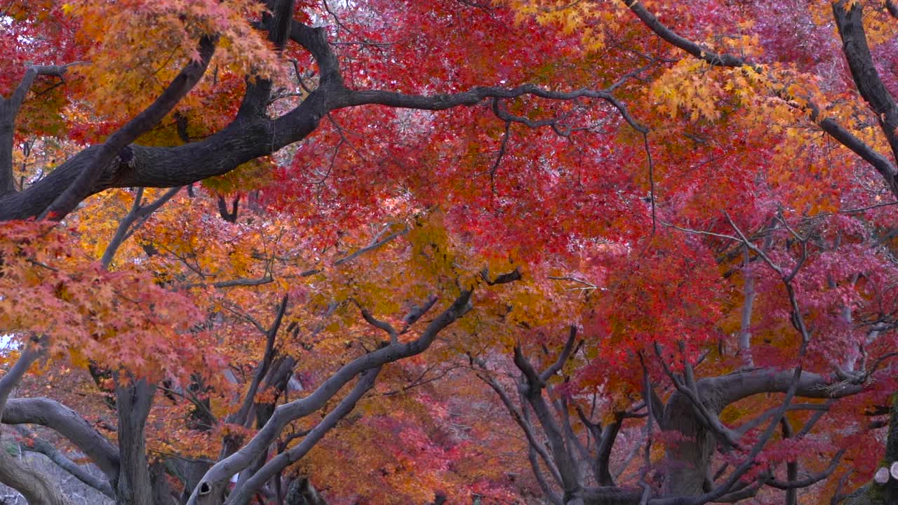아름답고 생동감 넘치는 오렌지색과 붉은색 단풍을 가까이서 볼 수 있습니다.