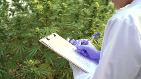 scientist with document analyzing cannabis plants