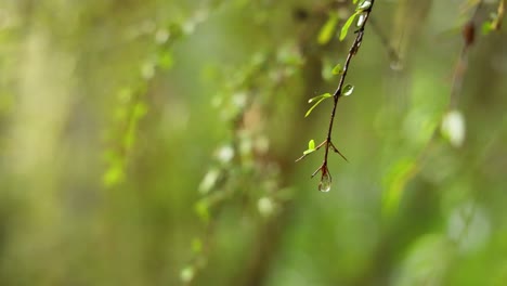 close-up of raindrop on branch in rainforest