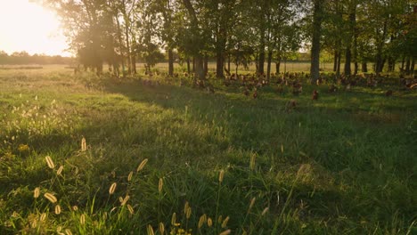 movimiento lento inclinar hacia arriba toma de establecimiento de hermoso pasto verde con bandada de pollos de campo libre pastoreo durante la hora dorada puesta de sol