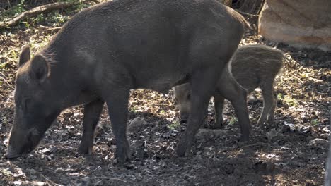 wild boar piglet eating weeds from dry ground with mother