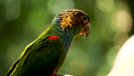 Loro-Verde-Sentado-En-La-Mano-Humana-Y-El-Loro-Volador-Libre-De-La-Cabeza-Sentado-Sentado-En-El-Loro-Volador-Humano-Libre-Jugando-Con-La-Niña